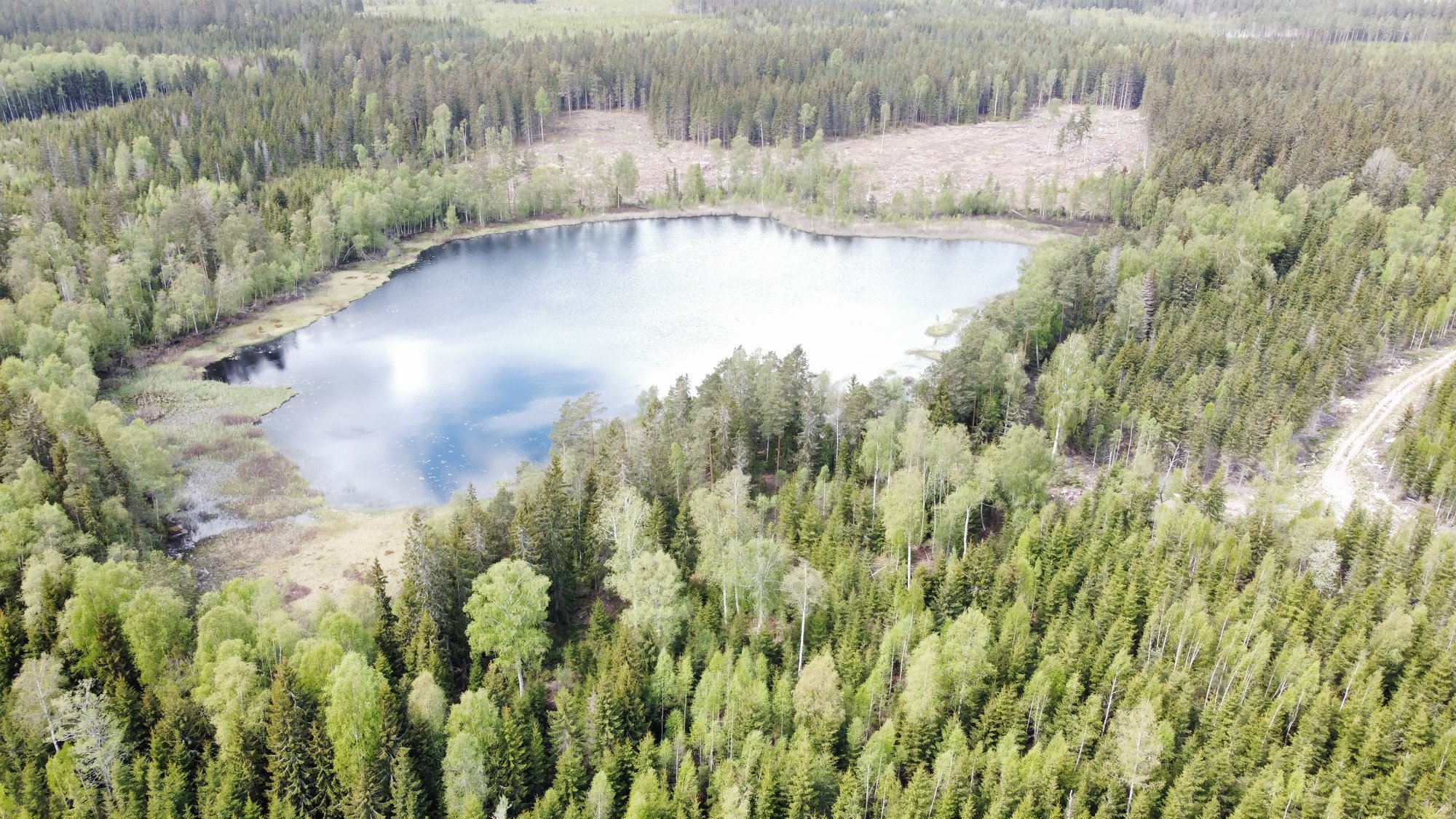 skovdrift